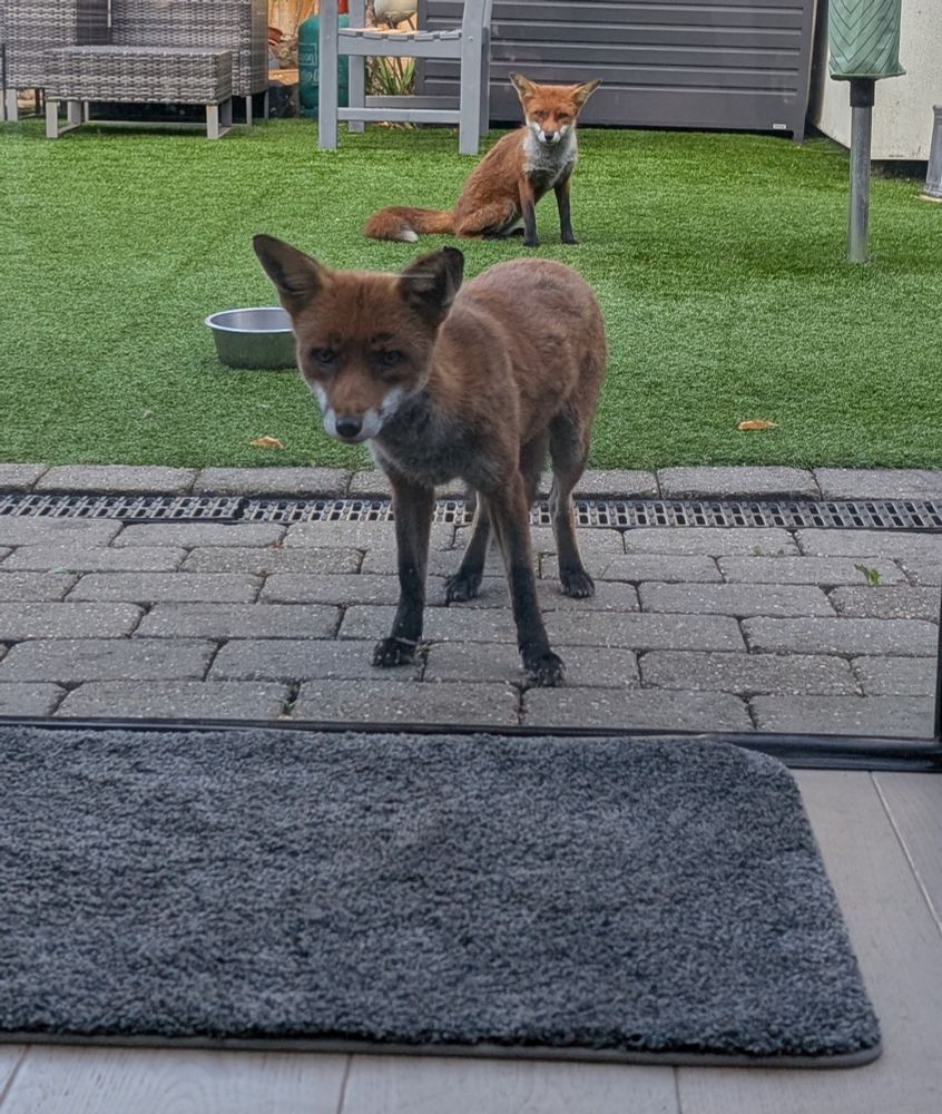 Urban foxes in London 