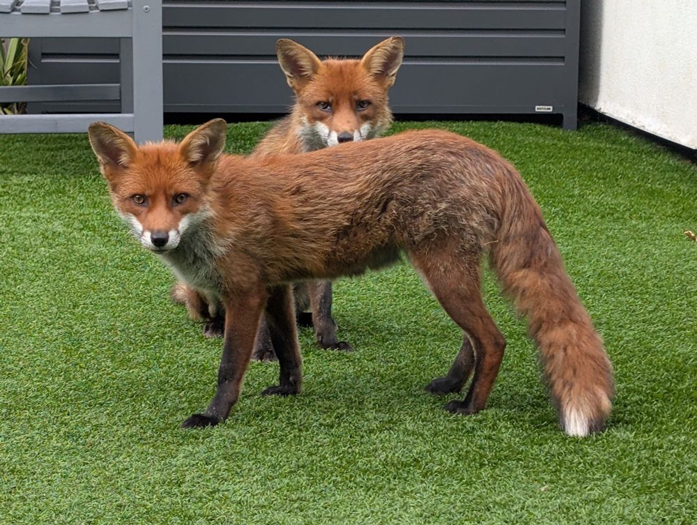 Urban foxes in London 