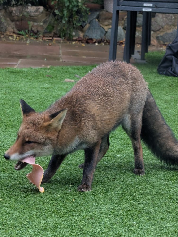 Urban fox in London 