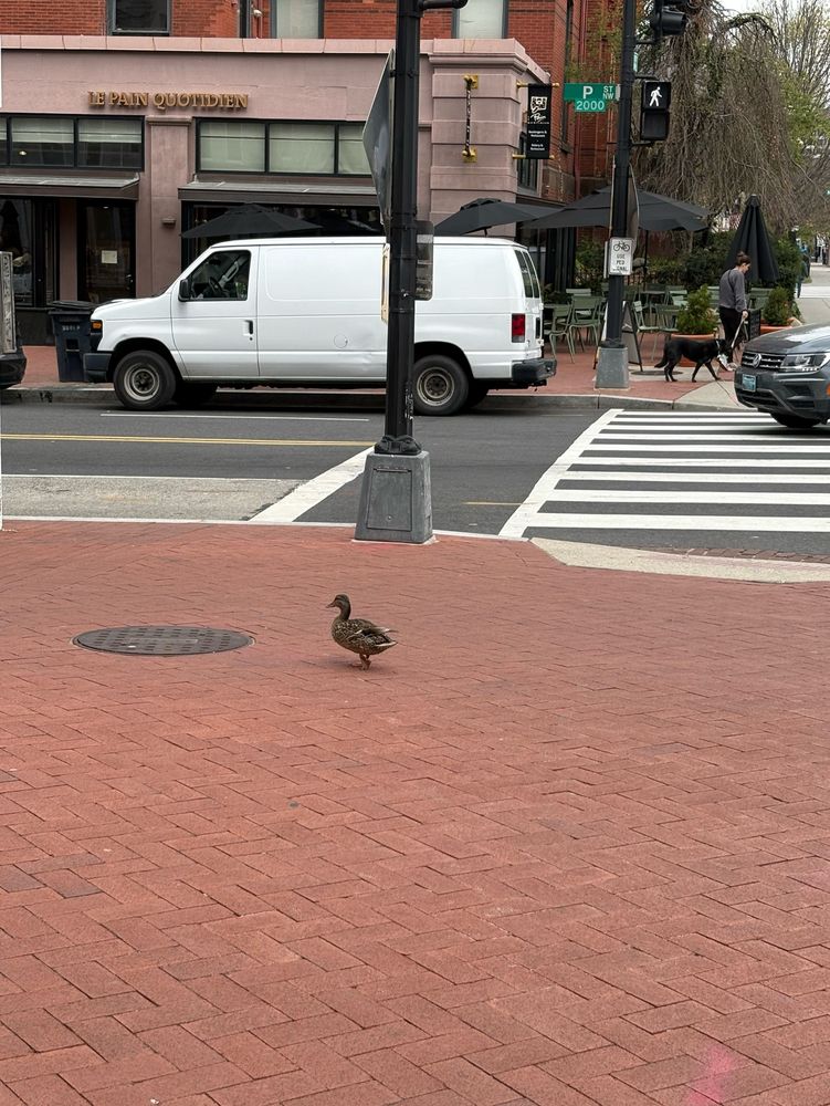 a duck on the sidewalk on p street in washington dc
