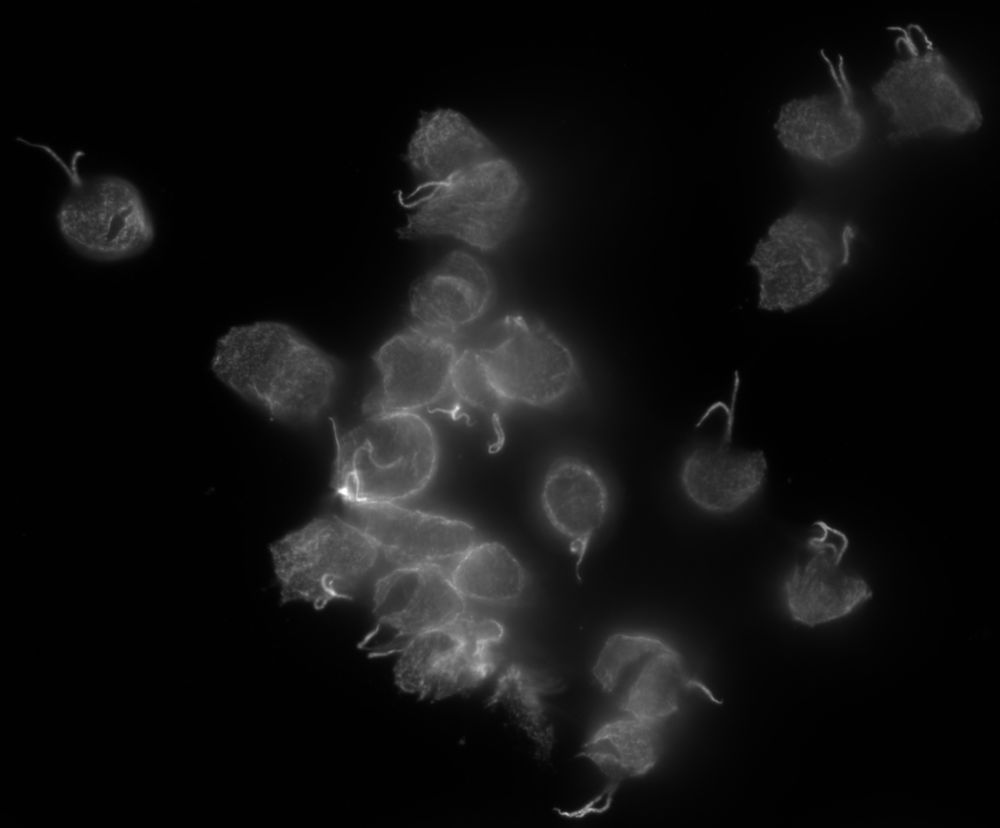 Paradiplonema papillatum cells