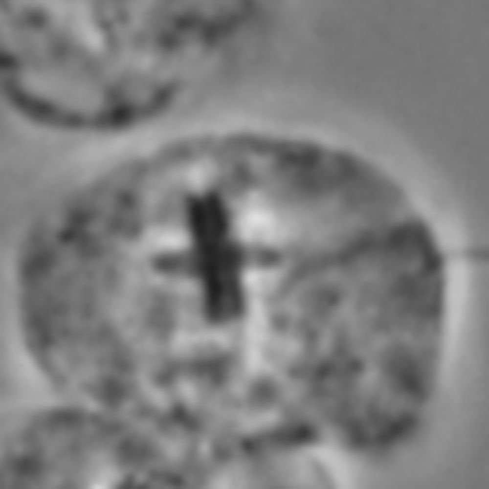 Diplonemids are highly diverse and abundant marine plankton with significant ecological
importance. However, little is known about their biology, even in the model diplonemid
Paradiplonema papillatum ...