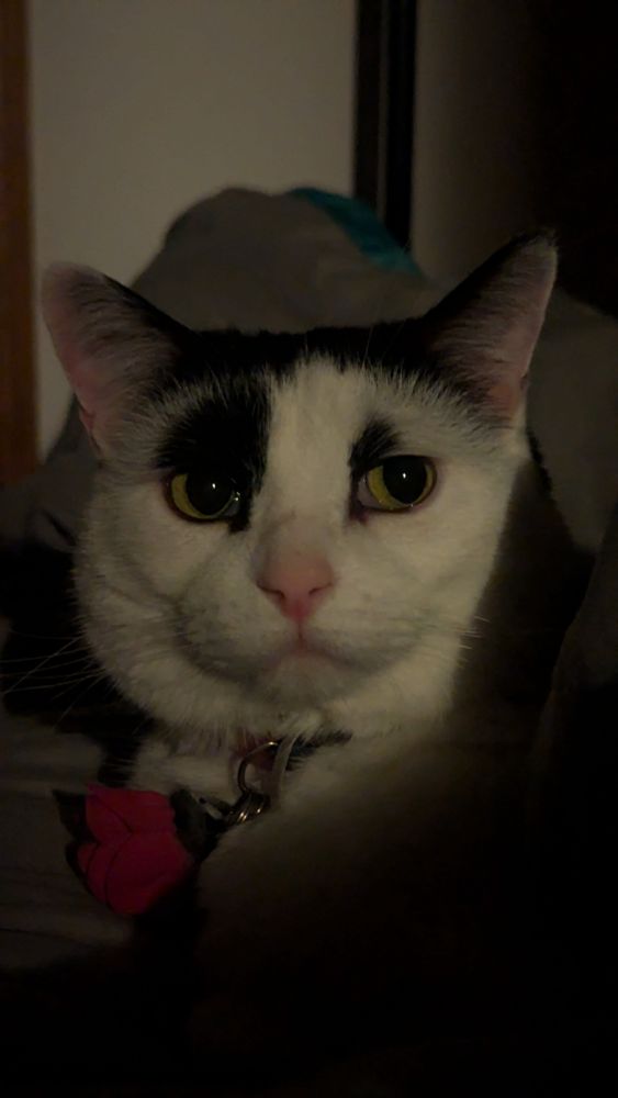 A black and white tuxedo cat named Amari with green/yellow eyes that look off to the right. She wears a collar with a pink flower on it.