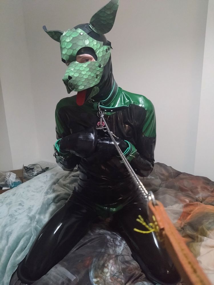 A black and green rubber pup sits upright on his knees on the bed, at the end of a leash held by the photographer