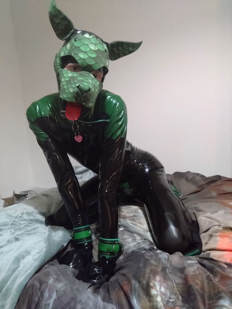 A black and green rubber pup with a scaly green hood poses on all fours on the bed