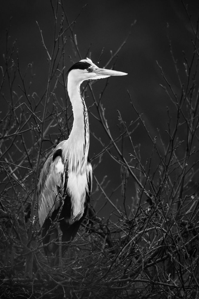 Graureiher / Fischreiher im Portrait in Schwarzweiss 
