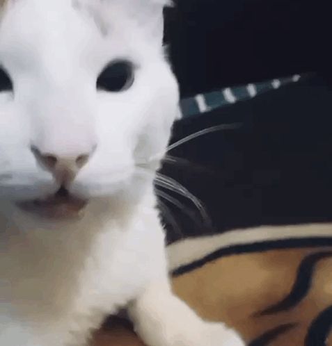 a close up of a white cat laying on a bed .