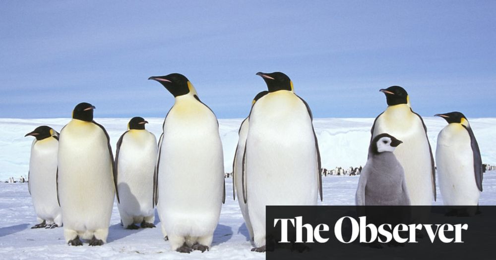 ‘Simply mind-boggling’: world record temperature jump in Antarctic raises fears of catastrophe