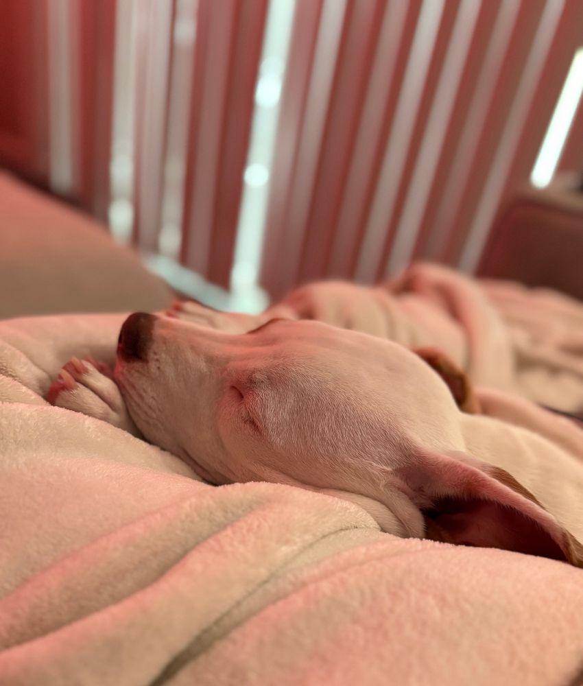 My young puppy cuddling my legs fast asleep