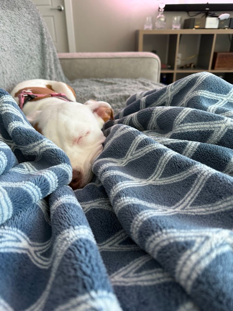 A picture of my puppies cuddling