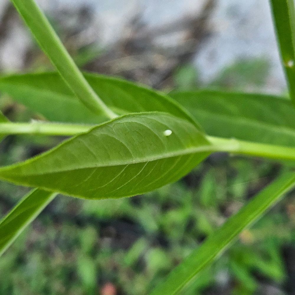 A monarch egg on the underside of a milkweed leaf.