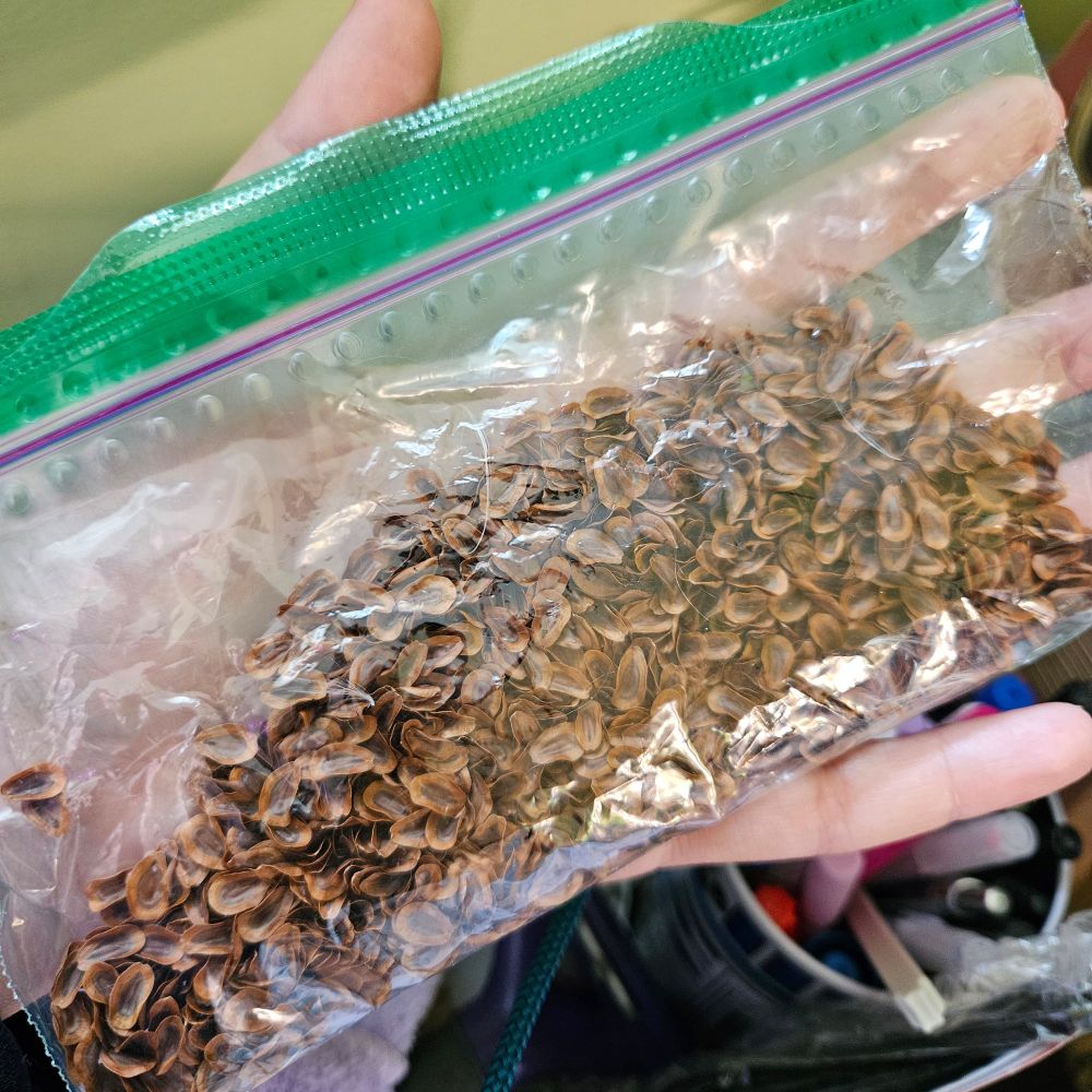 A ziplock baggie full of tons and tons of milkweed seeds. 