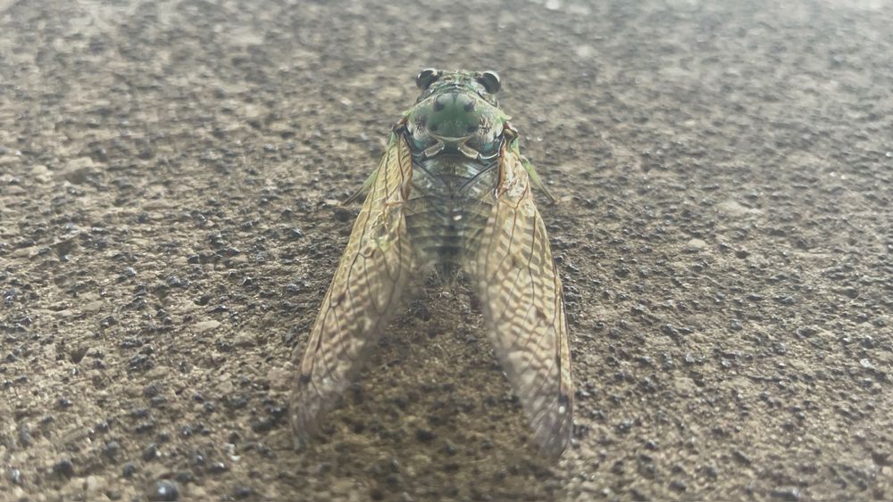 Cicada