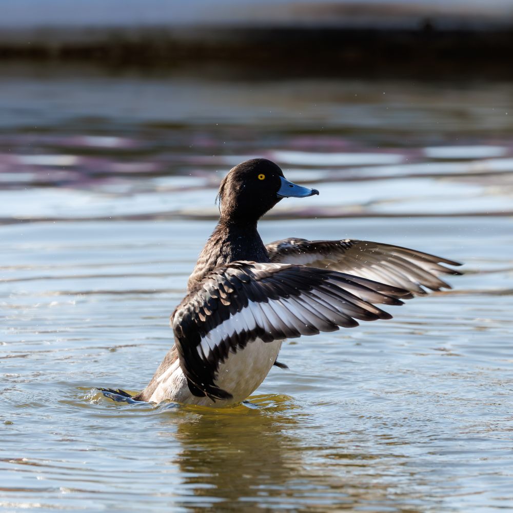 Morning ritual bathing. 