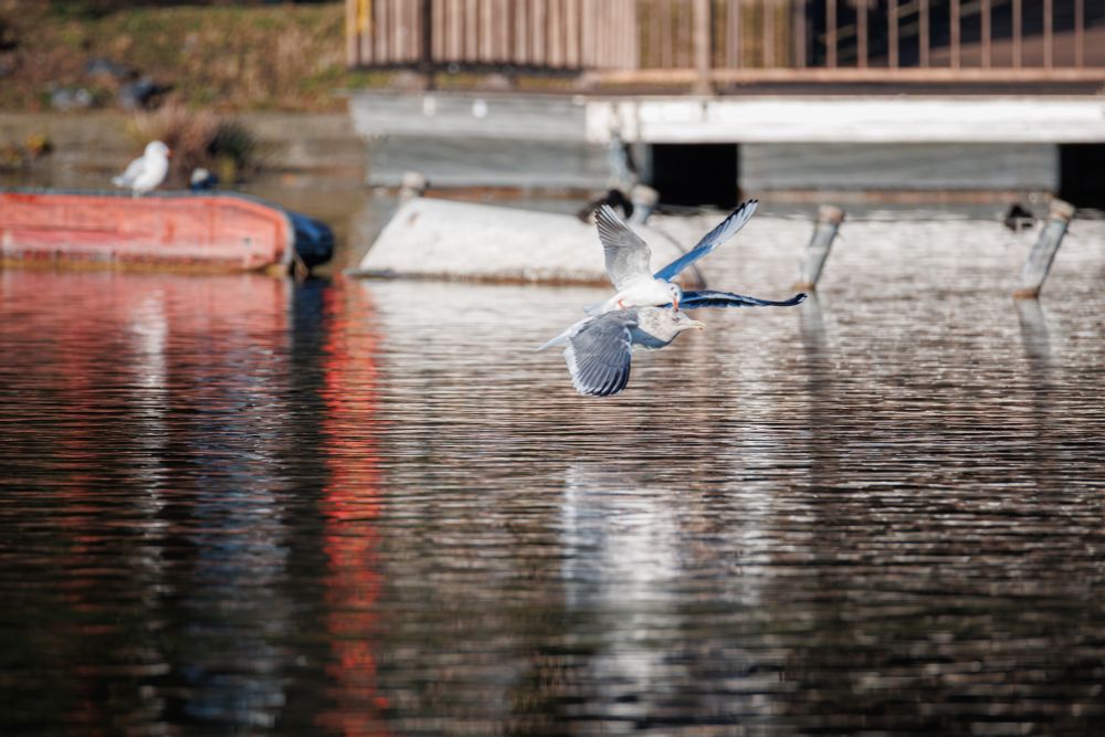 Had no idea I've captured a brawl.