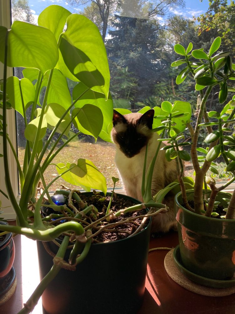 A Siamese cat sits on a sunny windowsill, partially obscured by large potted plants 