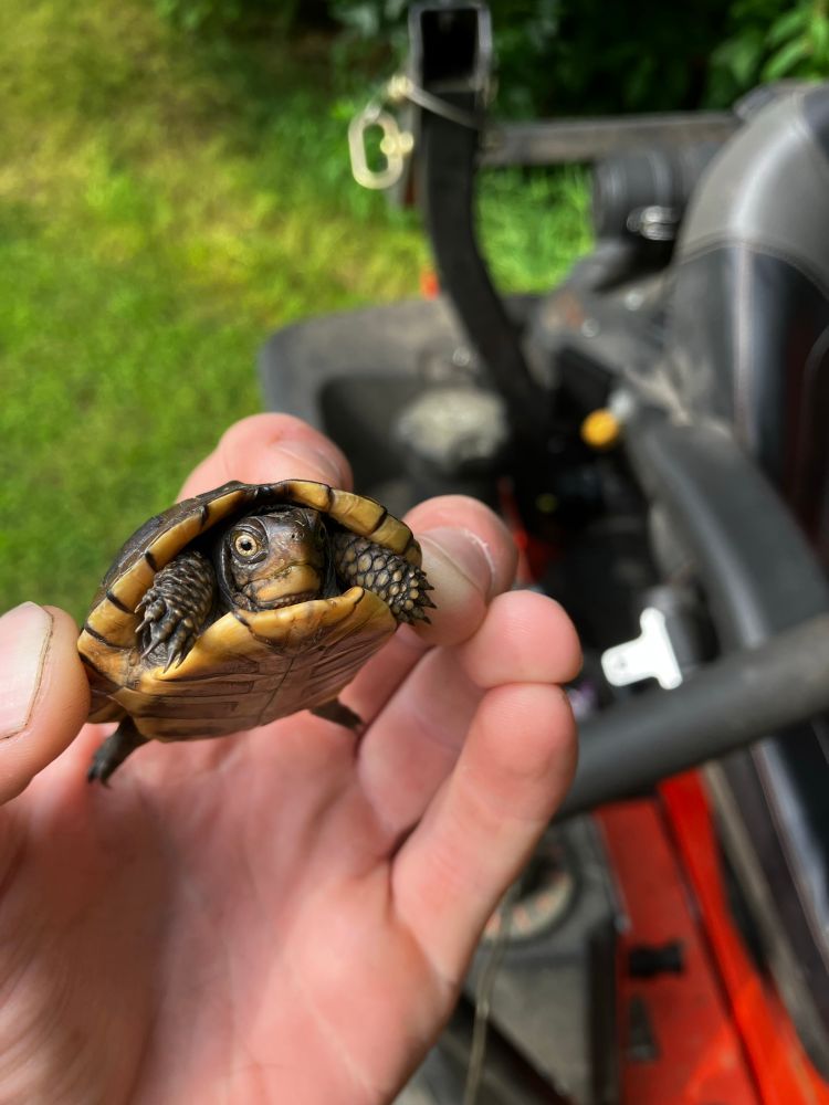A photo of a future Teenage Mutant Ninja Turtle being held above a grassy field