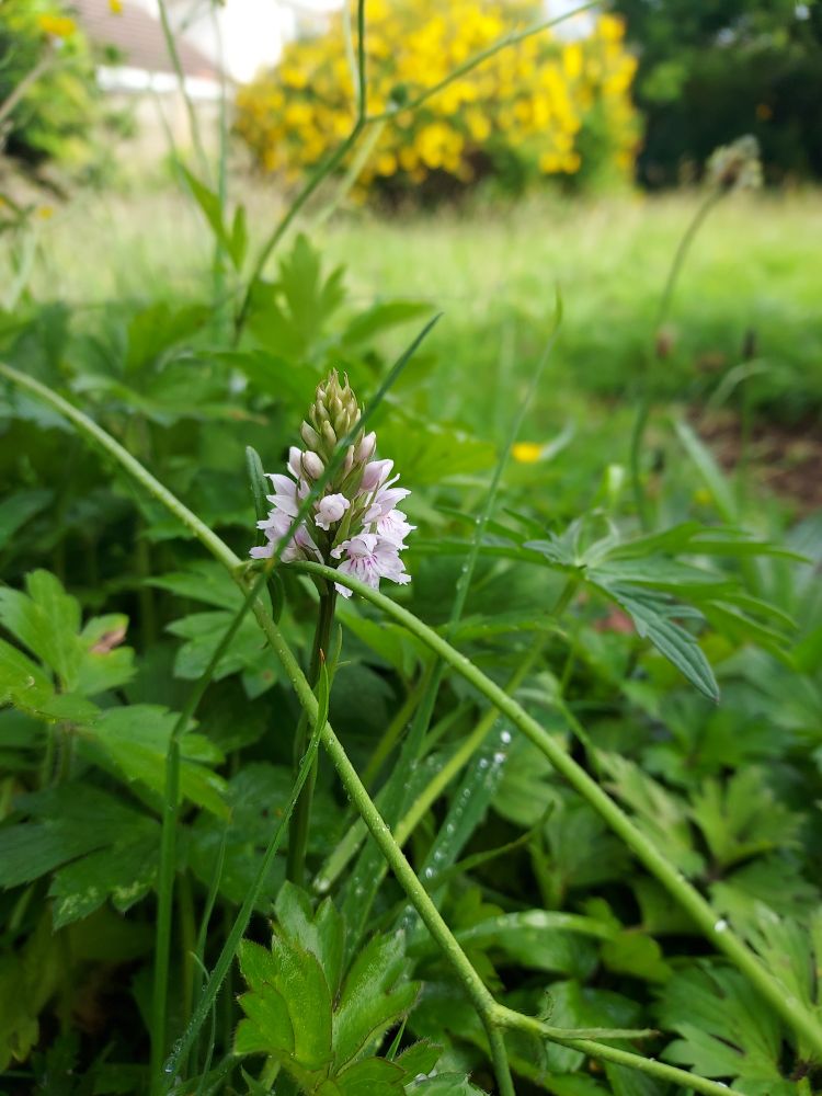 Pyramid orchid in wild flower meadow garden