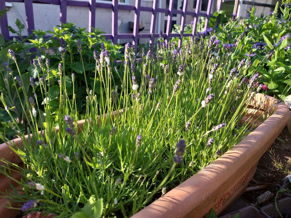 Lavender with spittlebug froth
