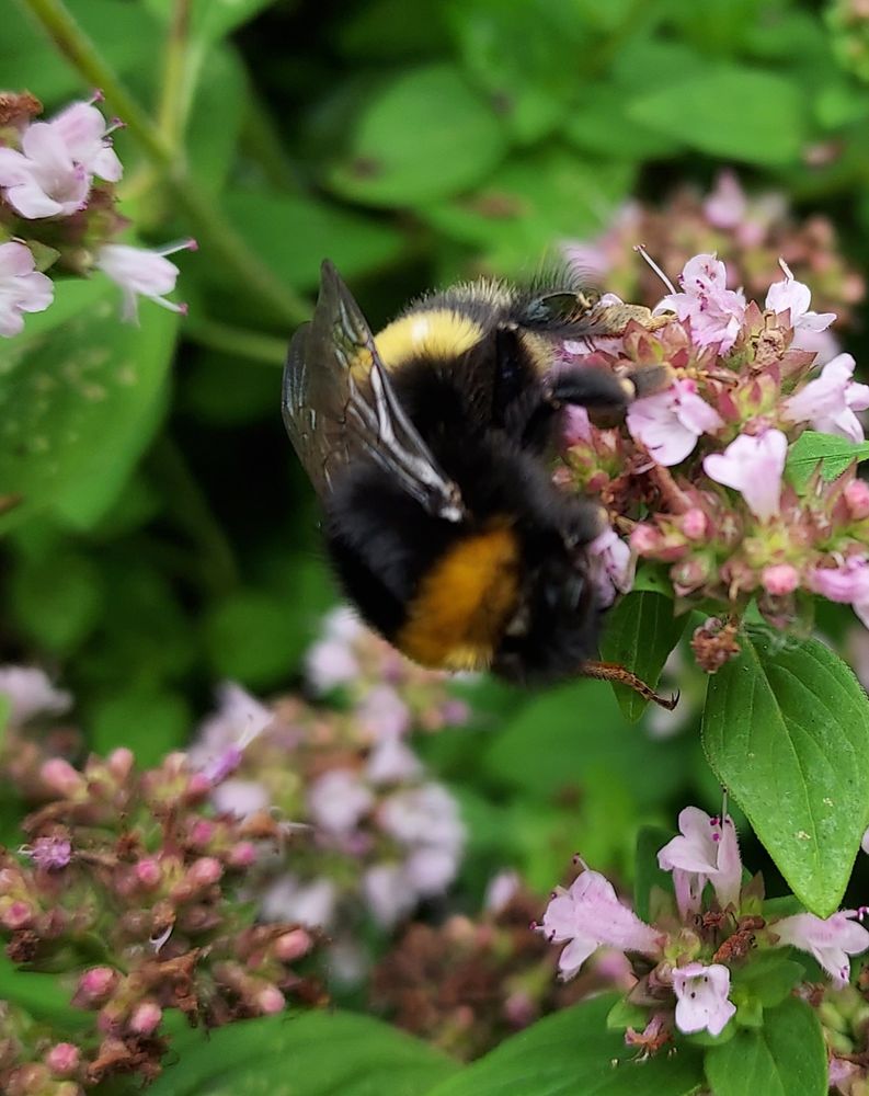 Large bumble bee on flowering herb.