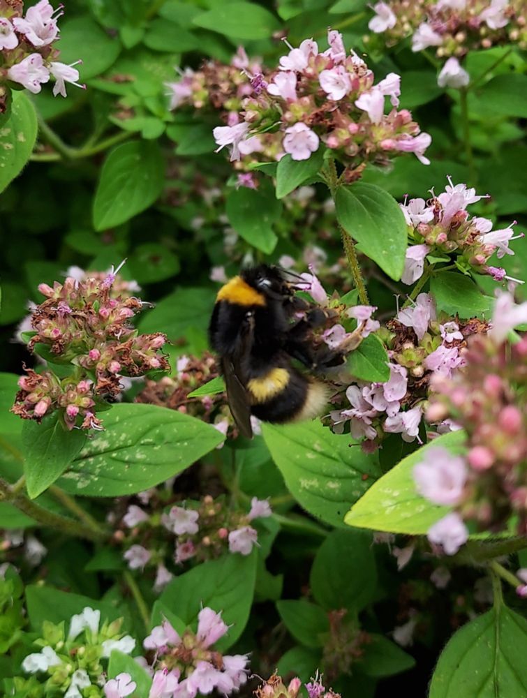 Large bumble bee on flowering herb.