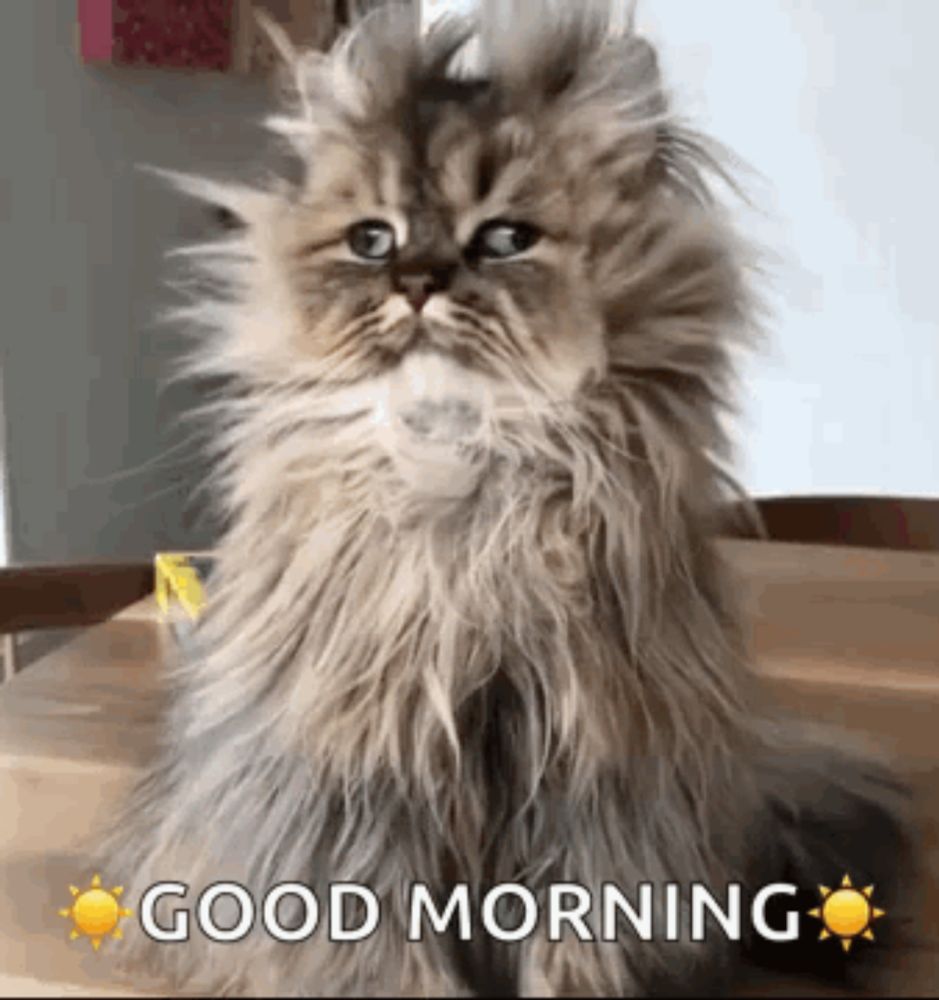 a fluffy cat is sitting on a wooden table with the words `` good morning '' written on it .