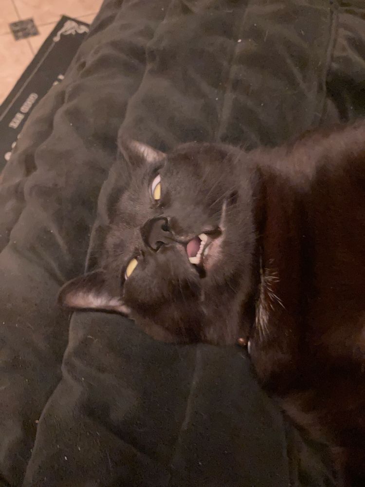 Photo of my black Cat Oreo laying on his back asleep with his mouth open eyes slightly open but cross eyed 