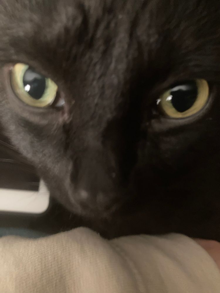 A close up photo of a black cat staring into your soul (the camera)