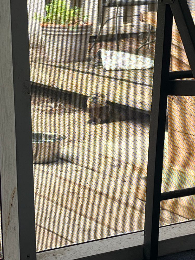 a groundhog? pokes his little head out from under a wooden deck