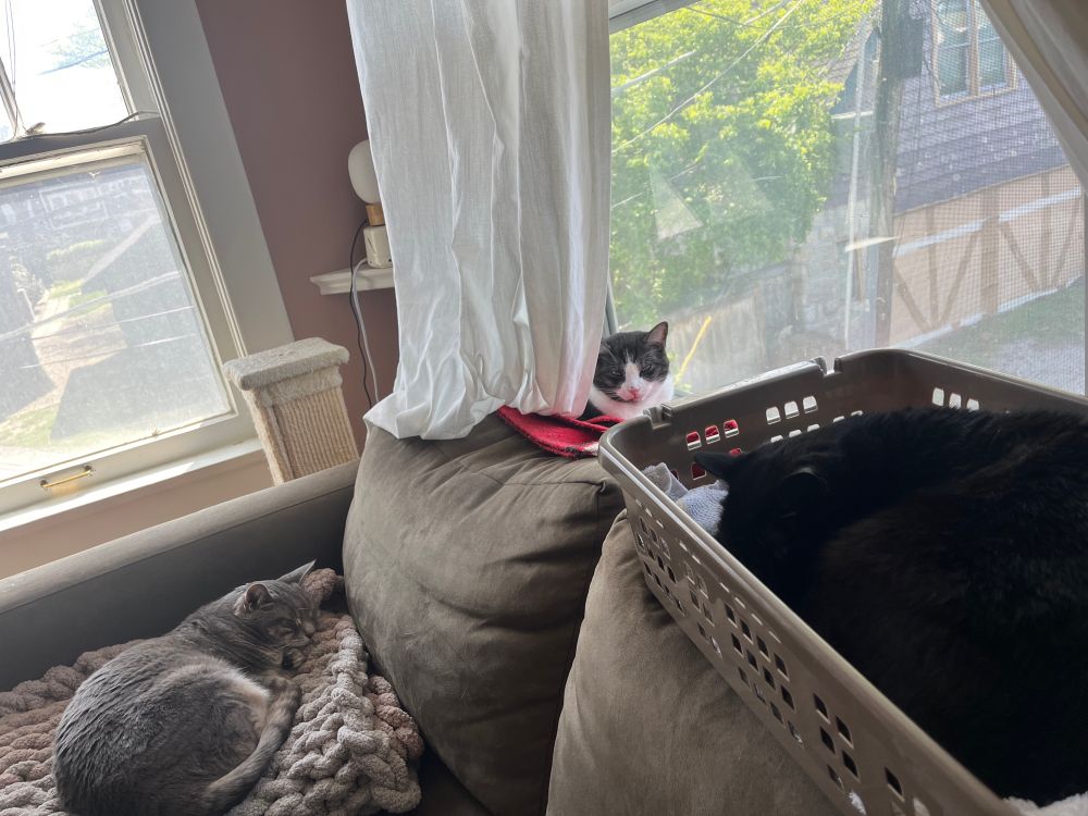 three cats napping on a couch, two on the back of the couch in a windowsill, one on a blanket on the main couch space