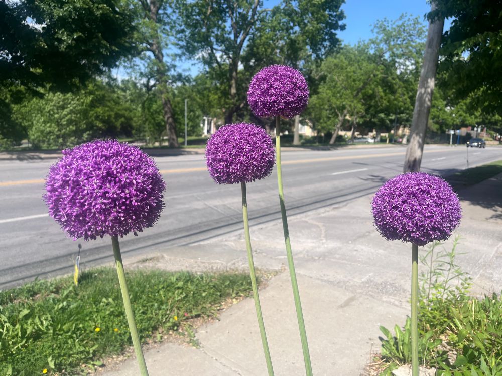 four bulbous purple flowers, looking glorious and powerful and alive