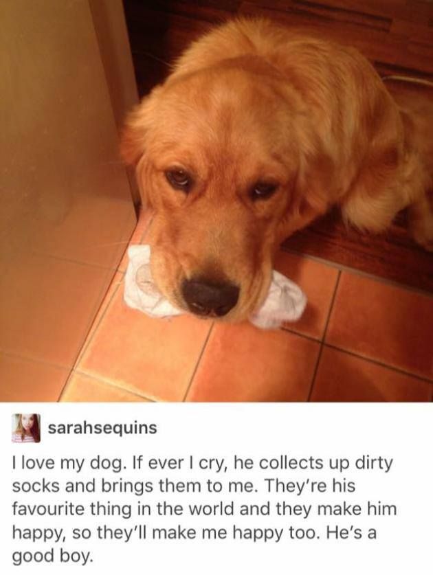 [pic of golden retriever with socks in his mouth] sarahsequins -  I love my dog. If ever I cry, he collects up dirty socks and brings them to me. They're his favourite thing in the world and they make him happy, so they'll make me happy too. He's a good boy