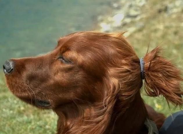 dog with a pony tail