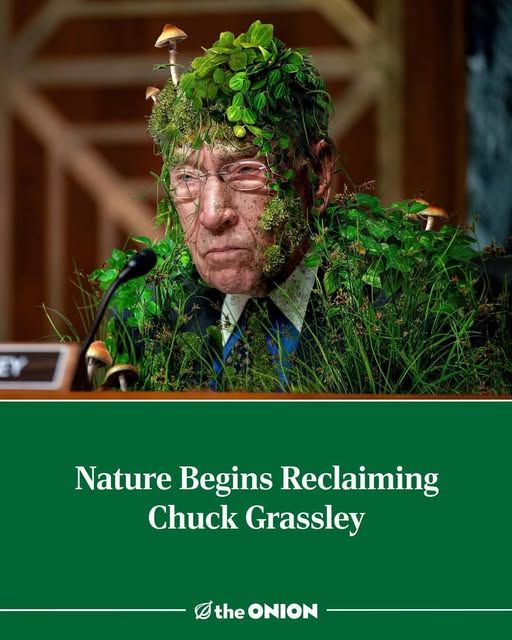 chuck grassley with grass and grassy things growing from him - nature begins reclaiming chuch grassley - theonion