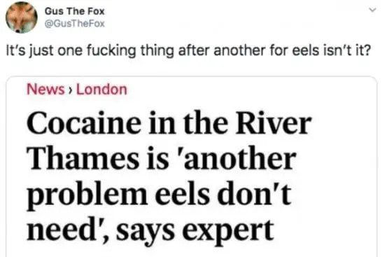 @GusTheFox It's just one fucking thing after another for eels isn't it? in response to this article: Cocaine in the river thames is 'another problem eels don't need', says expert