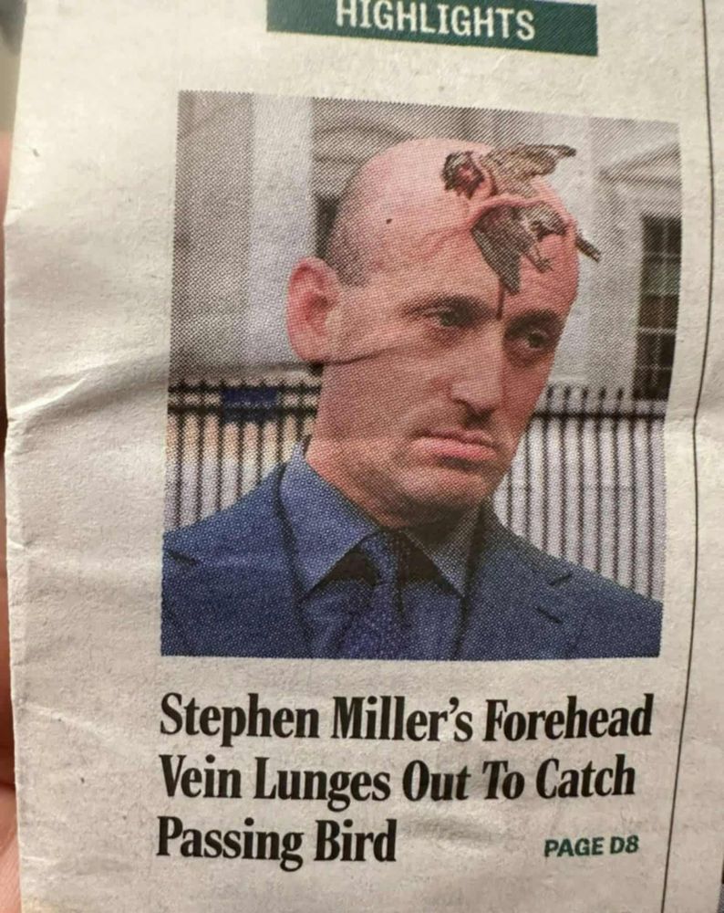 a pic of steven miller and his veins capturing a bird stephen miller's forehead vein lunges out to catch passing bird
