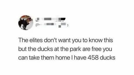 the elites don't want you to know this but the ducks at the park are free you can take them home i have 458 ducks