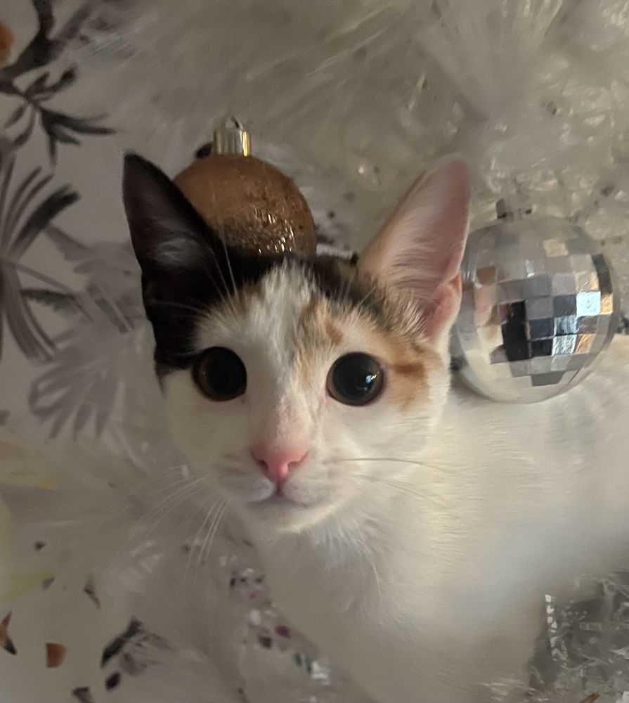 White cate in Christmas tree