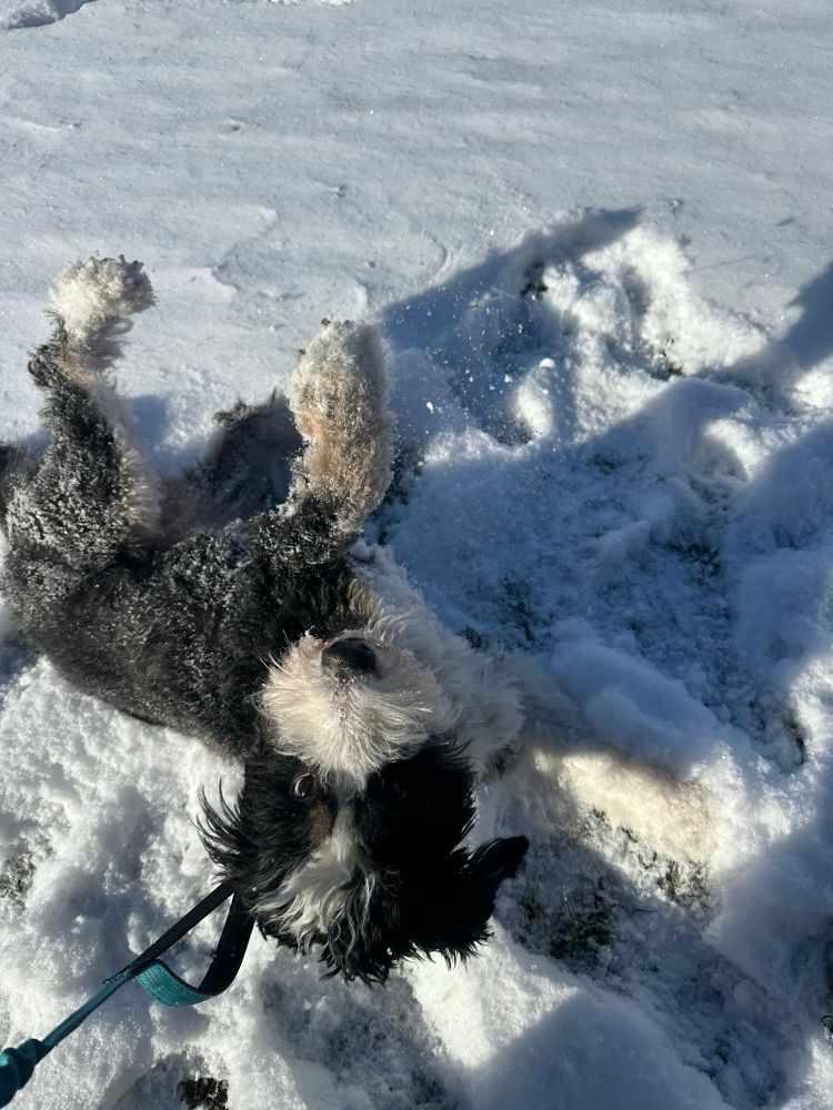 Bernadoodle rolling in snow 