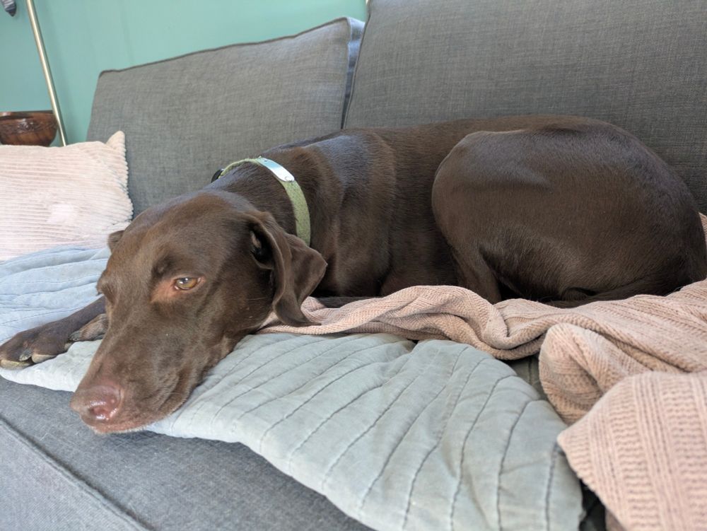 A medium sized brown dog laying on a grey couch.