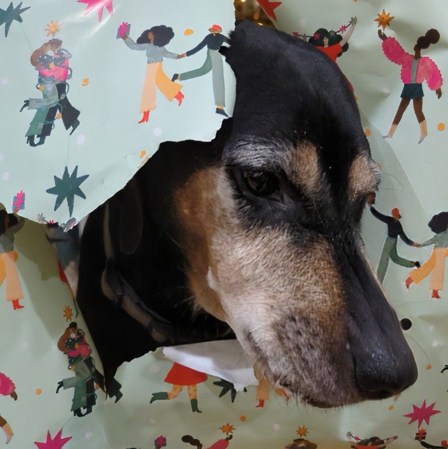 Black and tan hound dog with her head stuck through holiday wrapping paper 