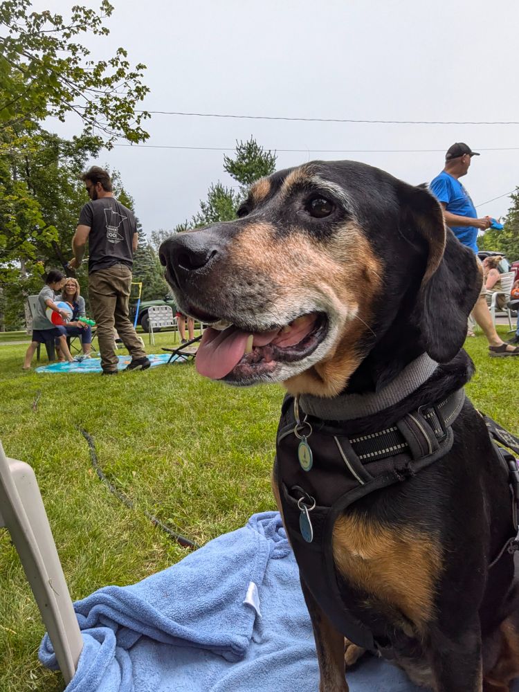 A black and tan hound dog in the foreground, people in the background doing activities