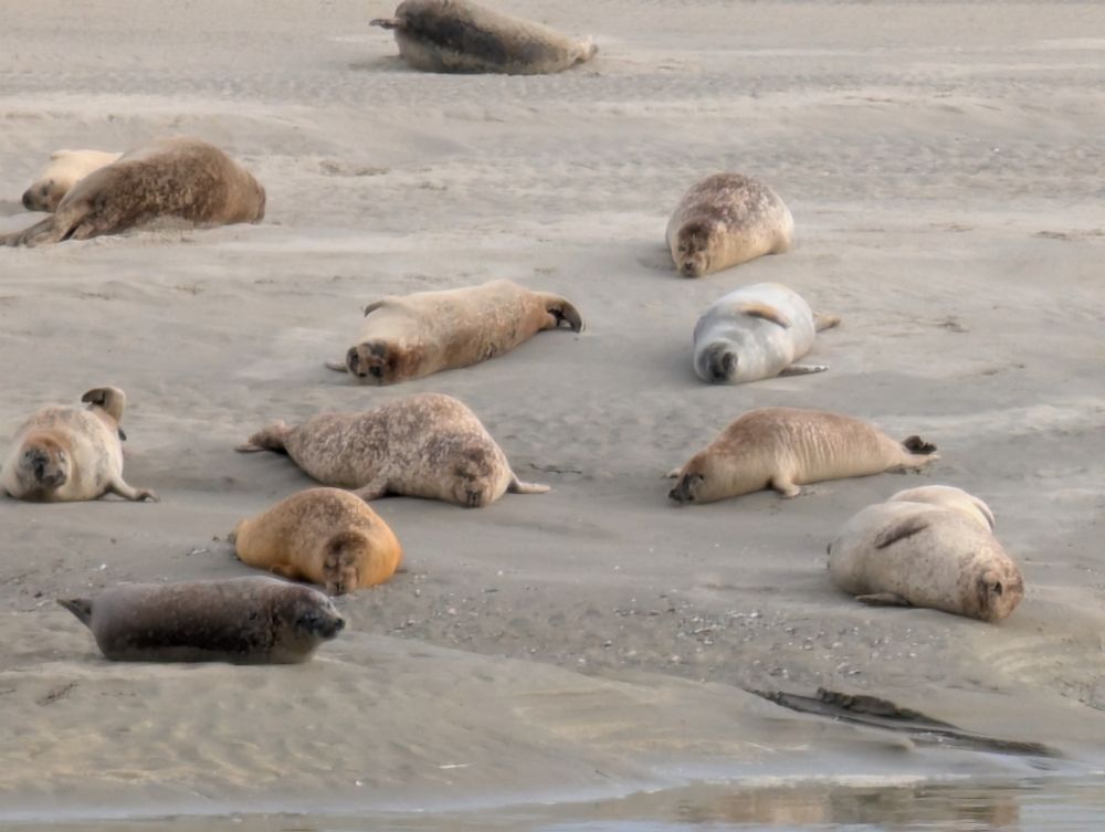 Seehunde in verschiedenen Farben liegen am Strand.