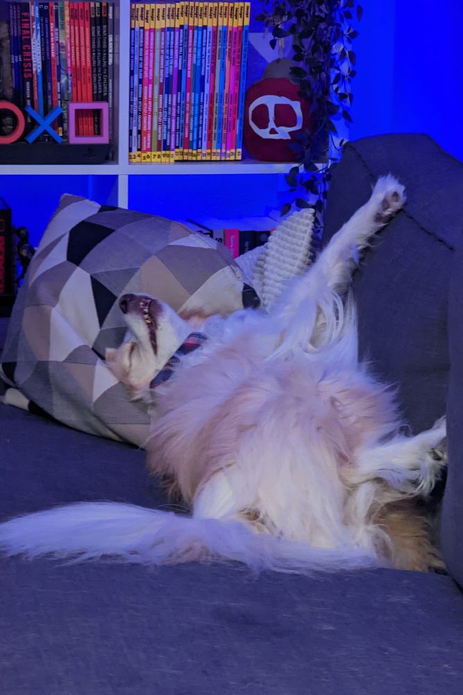gold and white border collie sleeping on a couch shedding WAY too much fur 