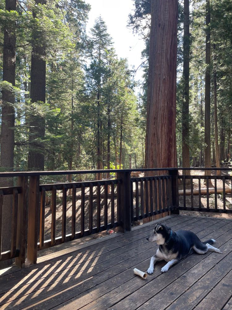 Redwood trees and a black and white dog on a porch