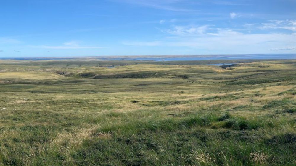 Scientists discover hidden ancient forest on treeless island | CNN