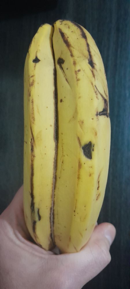 A imagem mostra uma mão segurando uma "banana dupla", também conhecida como bananas gêmeas, bananas siamesas e bananas filipe.