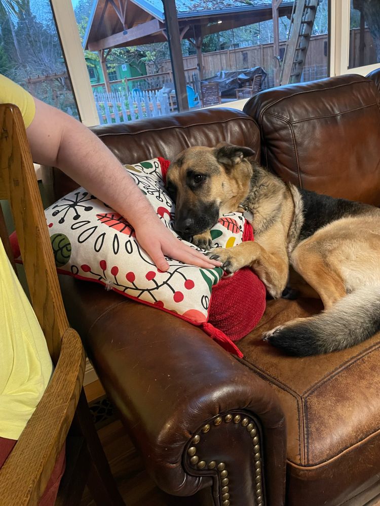 A german shepherd curled up on a brown couch, her head on colorful pillows and her paw resting on the fingers of someone with pale skin who is mostly out of frame