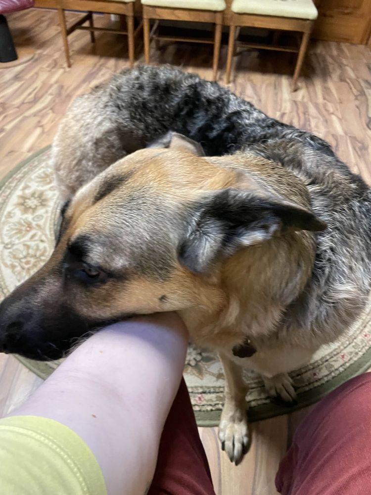 The same german shepherd standing and looking to the left, her body slightly curved at an angle, her head resting on a the arm of someone with pale skin who is mostly out of frame. The dog is standing between the person's legs as they sit
