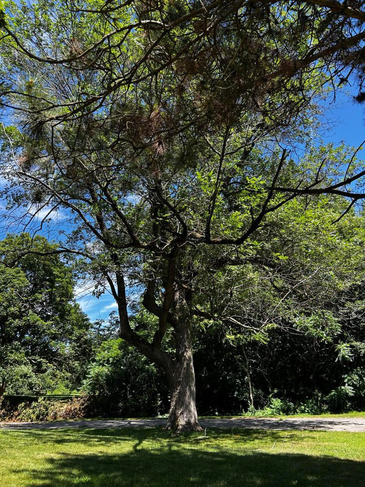 A green tree in a park in Massachusetts.